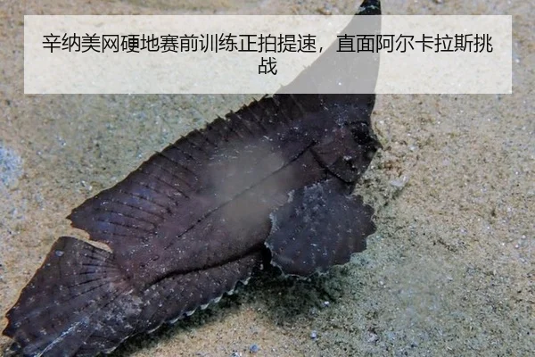 辛纳美网硬地赛前训练正拍提速，直面阿尔卡拉斯挑战